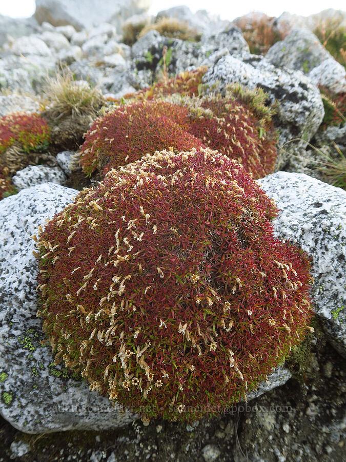 moss campion, gone to seed (Silene acaulis) [Aasgard Pass, Alpine Lakes Wilderness, Chelan County, Washington]
