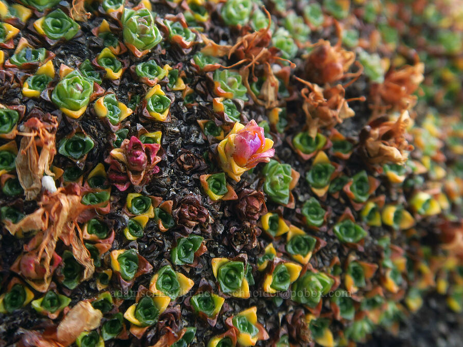 purple saxifrage (Saxifraga oppositifolia) [Aasgard Pass, Alpine Lakes Wilderness, Chelan County, Washington]