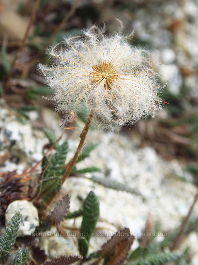 Hooker's mountain-avens, gone to seed (Dryas hookeriana (Dryas octopetala ssp. hookeriana)) [Aasgard Pass, Alpine Lakes Wilderness, Chelan County, Washington]