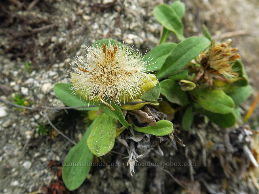 golden fleabane, gone to seed (Erigeron aureus) [below Aasgard Pass, Alpine Lakes Wilderness, Chelan County, Washington]