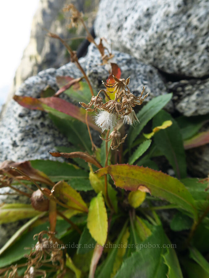 Elmer's ragwort, gone to seed (Senecio elmeri) [below Aasgard Pass, Alpine Lakes Wilderness, Chelan County, Washington]