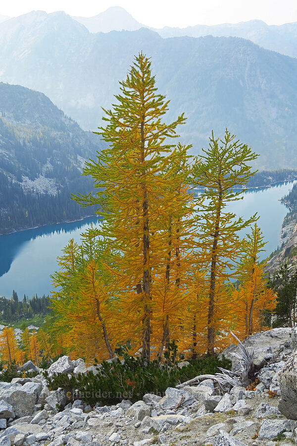 larches & Colchuck Lake (Larix lyallii) [below Aasgard Pass, Alpine Lakes Wilderness, Chelan County, Washington]