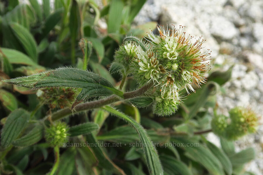 timberline phacelia (Phacelia hastata var. compacta (Phacelia frigida)) [below Aasgard Pass, Alpine Lakes Wilderness, Chelan County, Washington]