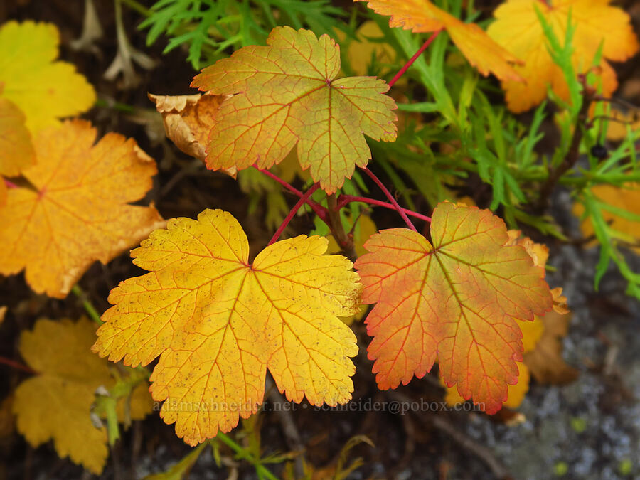 northern black currant leaves (Ribes hudsonianum) [Colchuck Lake Trail, Alpine Lakes Wilderness, Chelan County, Washington]