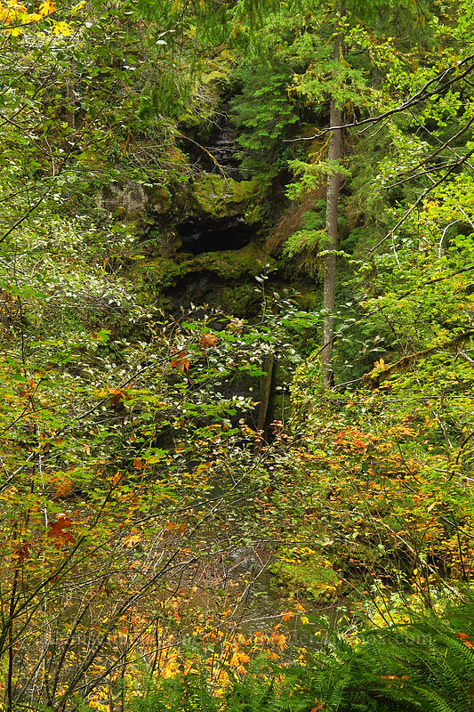 Curly Creek Falls, dry [Curly Creek Falls Trail, Gifford Pinchot National Forest, Skamania County, Washington]