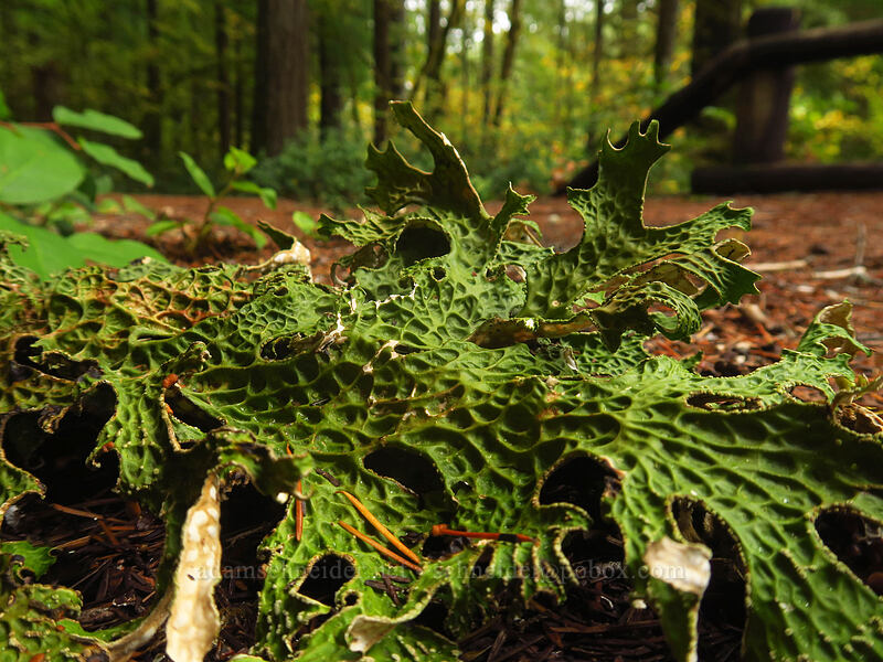Oregon lung lichen (Lobaria oregana (Sticta oregana)) [Curly Creek Falls Trail, Gifford Pinchot National Forest, Skamania County, Washington]