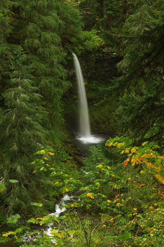 Miller Creek Falls [Curly Creek Falls Trail, Gifford Pinchot National Forest, Skamania County, Washington]