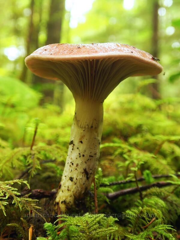 mushroom with a slimy cap [Curly Creek Falls Trail, Gifford Pinchot National Forest, Skamania County, Washington]