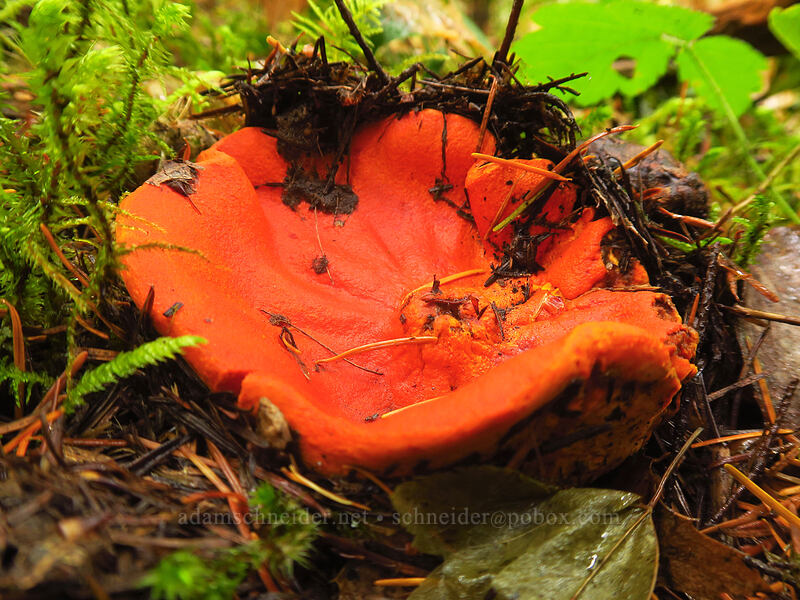 lobster mushroom (Hypomyces lactifluorum) [Curly Creek Falls Trail, Gifford Pinchot National Forest, Skamania County, Washington]