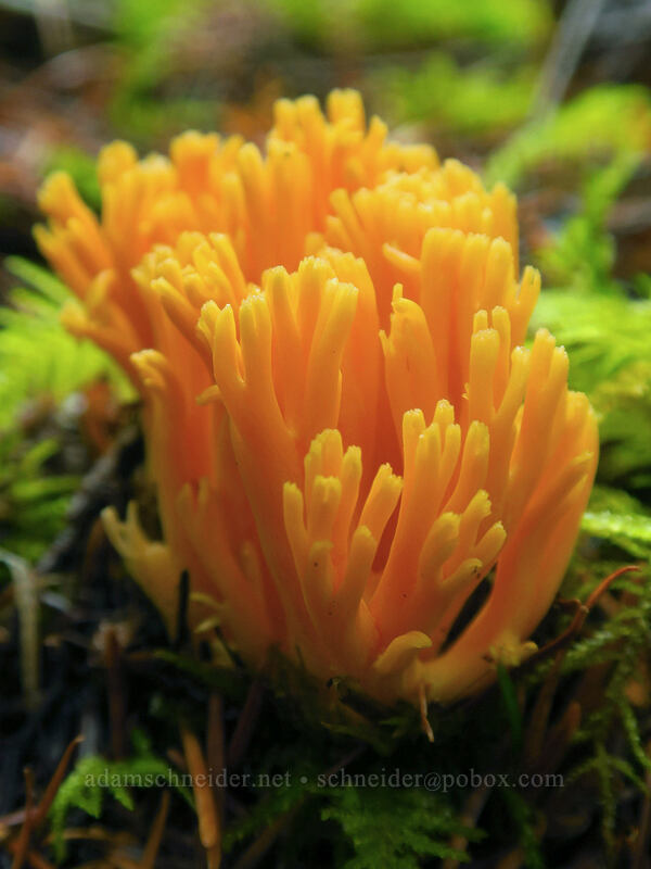 orange coral fungus (Ramaria sp.) [Curly Creek Falls Trail, Gifford Pinchot National Forest, Skamania County, Washington]