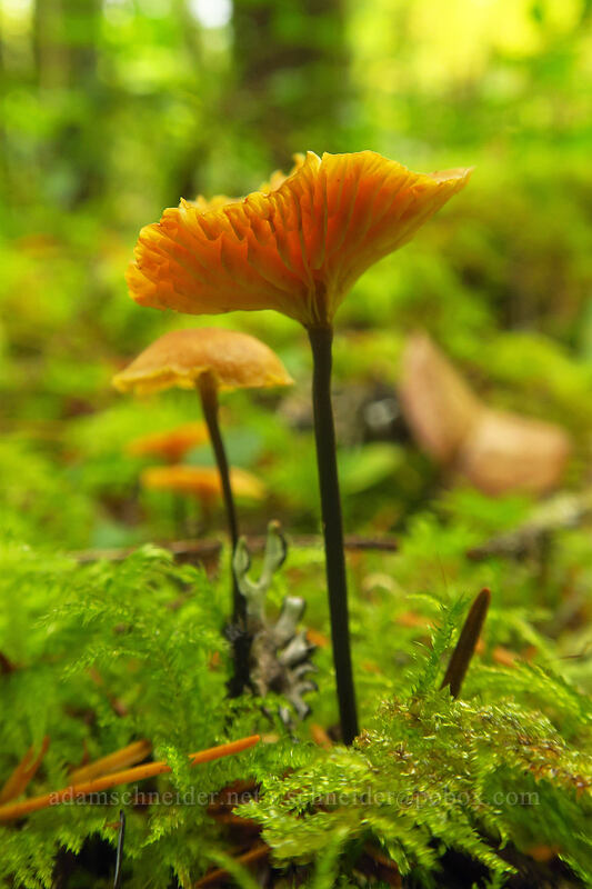 Xeromphalina mushrooms (Xeromphalina sp.) [Curly Creek Falls Trail, Gifford Pinchot National Forest, Skamania County, Washington]