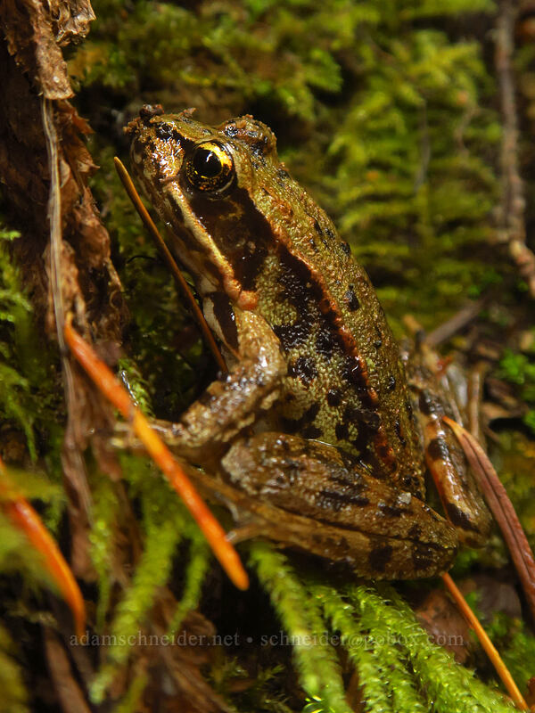 Cascades frog (Rana cascadae) [Curly Creek Falls Trail, Gifford Pinchot National Forest, Skamania County, Washington]
