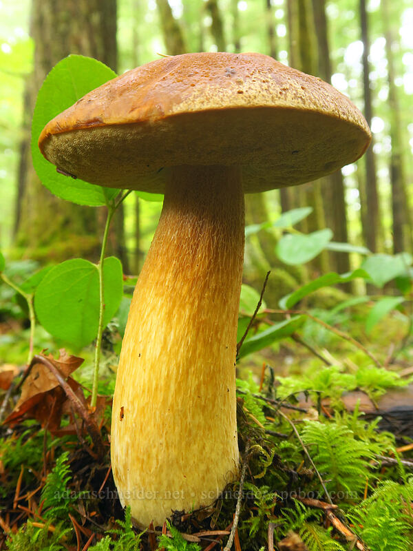 bolete mushroom (Boletus sp.) [Curly Creek Falls Trail, Gifford Pinchot National Forest, Skamania County, Washington]