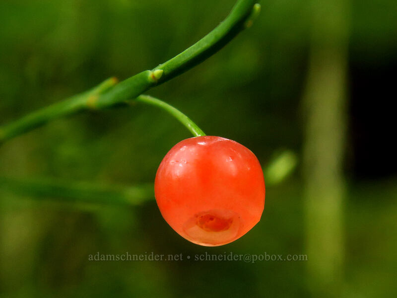 red huckleberry (Vaccinium parvifolium) [Big Creek Falls Trail, Gifford Pinchot National Forest, Skamania County, Washington]