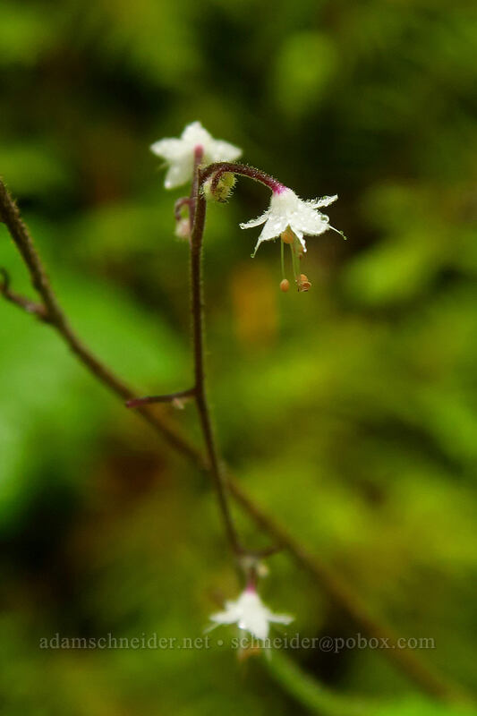 foamflower (Tiarella trifoliata var. unifoliata) [Big Creek Falls Trail, Gifford Pinchot National Forest, Skamania County, Washington]