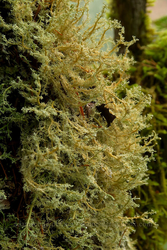 Tuckerman's coral lichen (Sphaerophorus tuckermanii (Sphaerophorus globosus var. gracilis)) [Big Creek Falls Trail, Gifford Pinchot National Forest, Skamania County, Washington]