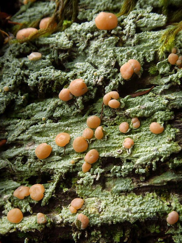 lichen on rotting wood [Big Creek Falls Trail, Gifford Pinchot National Forest, Skamania County, Washington]