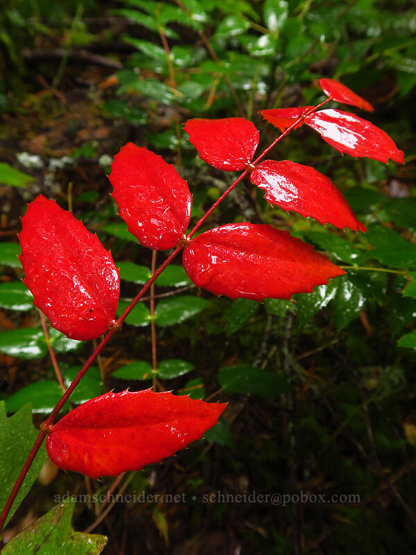 bright red Oregon-grape leaves (Mahonia nervosa (Berberis nervosa)) [Big Creek Falls Trail, Gifford Pinchot National Forest, Skamania County, Washington]