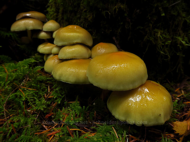 Hypholoma mushrooms (Hypholoma sp.) [Big Creek Falls Trail, Gifford Pinchot National Forest, Skamania County, Washington]