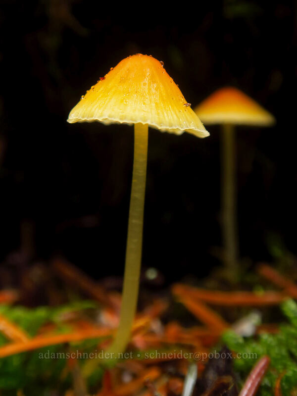 orange mycena mushrooms (Mycena aurantiidisca) [Big Creek Falls Trail, Gifford Pinchot National Forest, Skamania County, Washington]