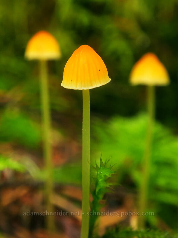 orange mycena mushrooms (Mycena aurantiidisca) [Big Creek Falls Trail, Gifford Pinchot National Forest, Skamania County, Washington]