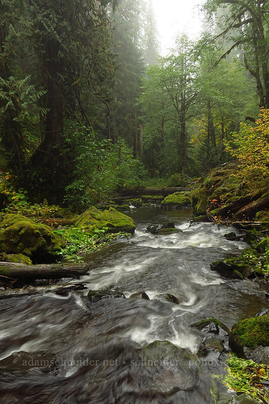 Big Creek [Big Creek Falls Trail, Gifford Pinchot National Forest, Skamania County, Washington]