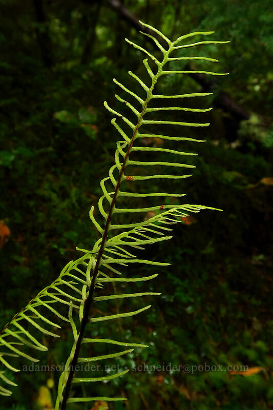 deer fern (Blechnum spicant (Struthiopteris spicant)) [Big Creek Falls Trail, Gifford Pinchot National Forest, Skamania County, Washington]