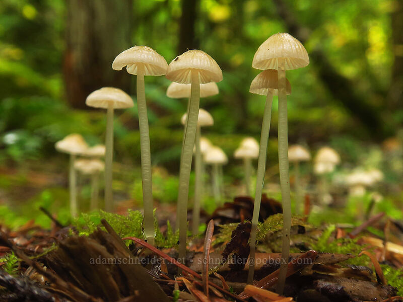 beige mycena mushrooms (Mycena sp.) [Big Creek Falls Trail, Gifford Pinchot National Forest, Skamania County, Washington]