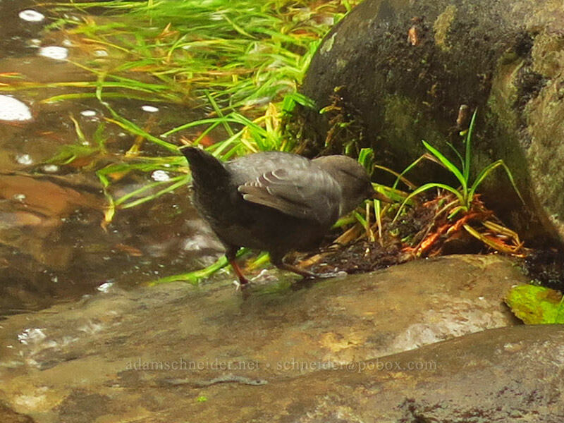 water ouzel (American dipper) (Cinclus mexicanus) [Lewis River Trail, Gifford Pinchot National Forest, Skamania County, Washington]