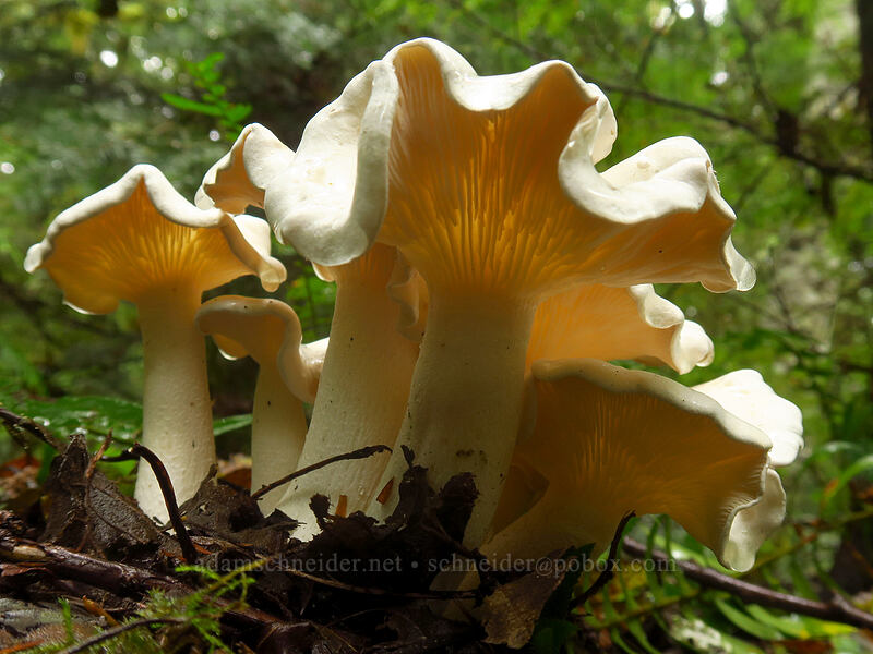 miller/sweet-bread mushrooms (Clitopilus prunulus) [Lewis River Trail, Gifford Pinchot National Forest, Skamania County, Washington]