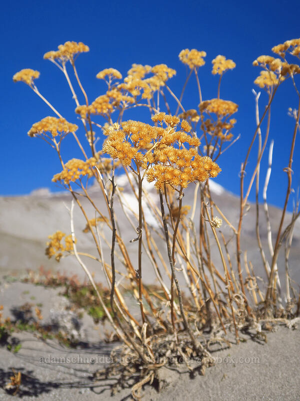 dried-up yarrow (Achillea millefolium) [White River Canyon, Mt. Hood Wilderness, Hood River County, Oregon]