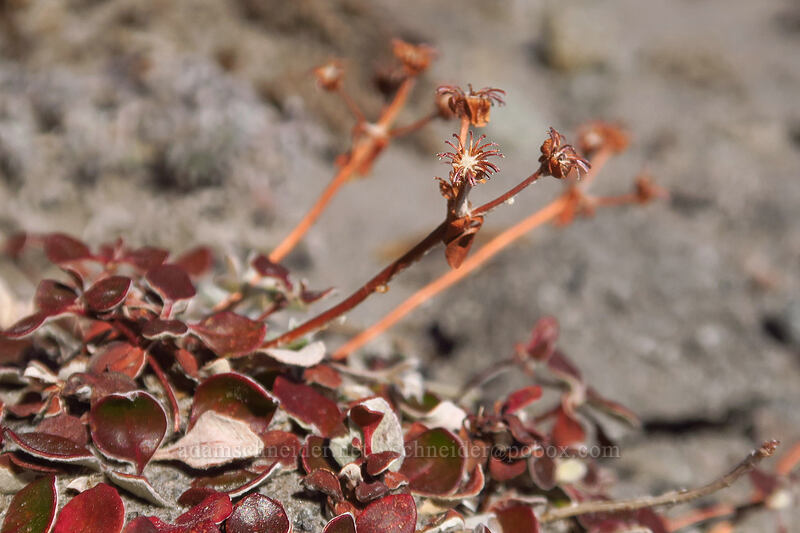 marum-leaf buckwheat, gone to seed (Eriogonum marifolium) [White River Canyon, Mt. Hood Wilderness, Hood River County, Oregon]