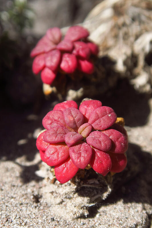 pussy-paws leaves (Calyptridium umbellatum (Cistanthe umbellata)) [White River Canyon, Mt. Hood Wilderness, Hood River County, Oregon]