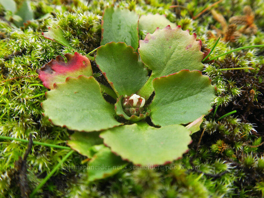 rusty-hair saxifrage, budding (Micranthes rufidula (Saxifraga occidentalis ssp. rufidula)) [The Labyrinth, Klickitat County, Washington]