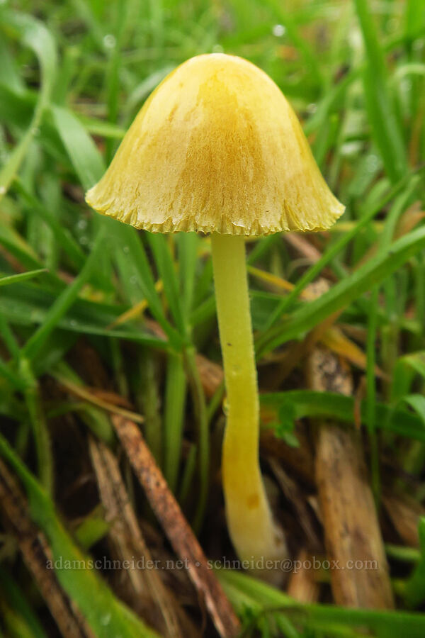 yellow mushroom [The Labyrinth, Klickitat County, Washington]