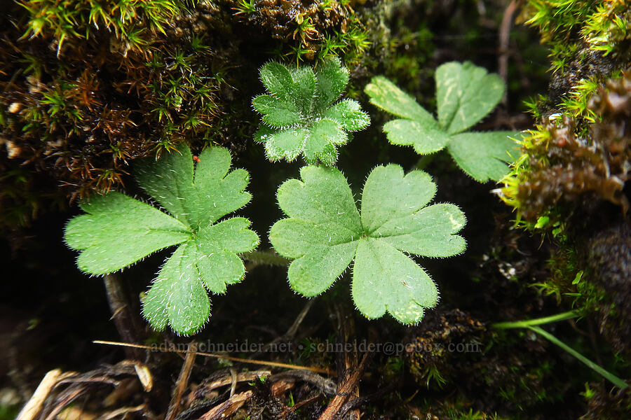 prairie star leaves (Lithophragma glabrum) [The Labyrinth, Klickitat County, Washington]