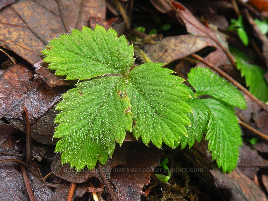 strawberry leaves (Fragaria vesca) [The Labyrinth, Klickitat County, Washington]