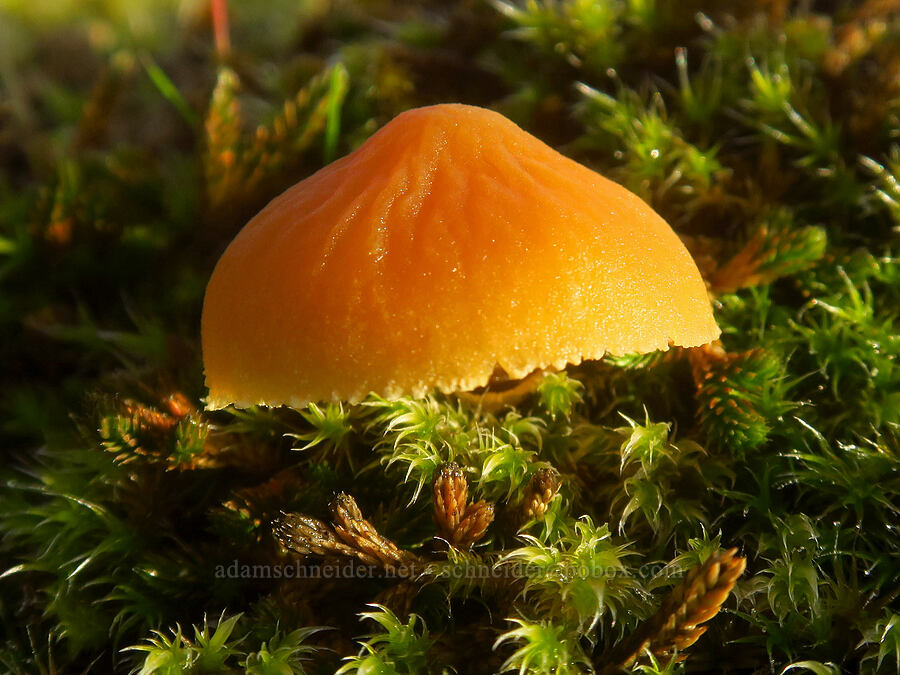 orange mushroom & moss [The Labyrinth, Klickitat County, Washington]
