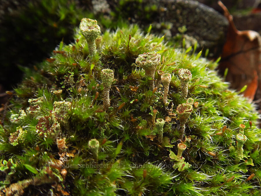 pixie-cup lichen & moss (Cladonia sp.) [The Labyrinth, Klickitat County, Washington]