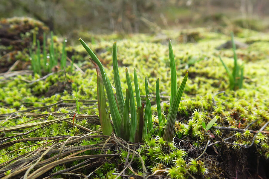 grass-widow shoots (Olsynium douglasii) [The Labyrinth, Klickitat County, Washington]