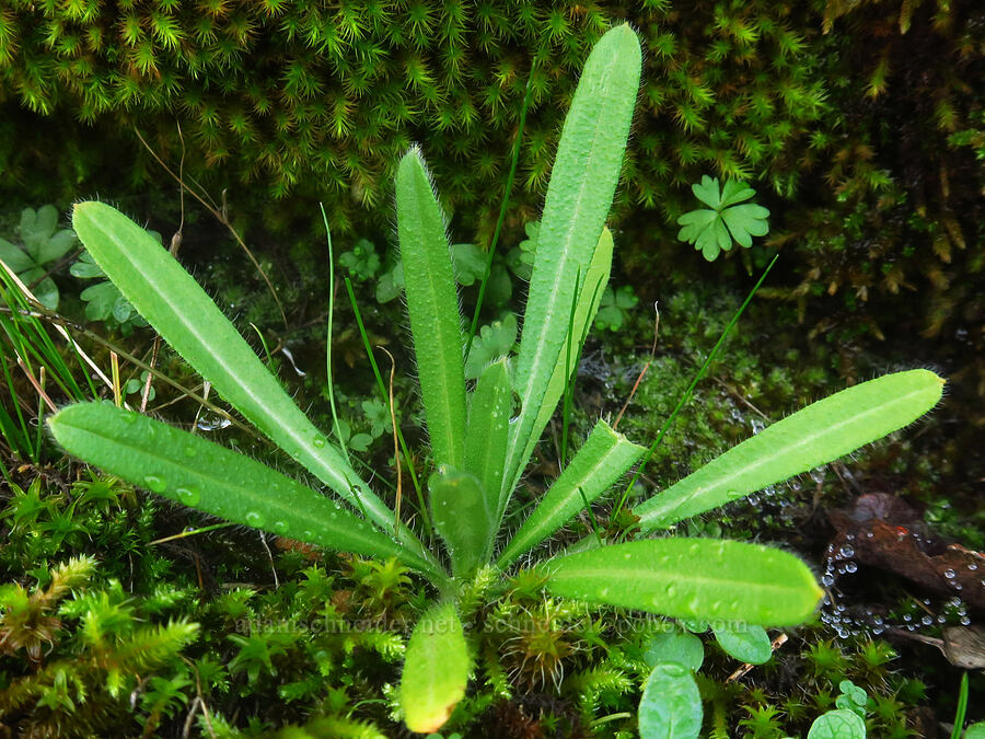 fiddleneck leaves (Amsinckia sp.) [The Labyrinth, Klickitat County, Washington]