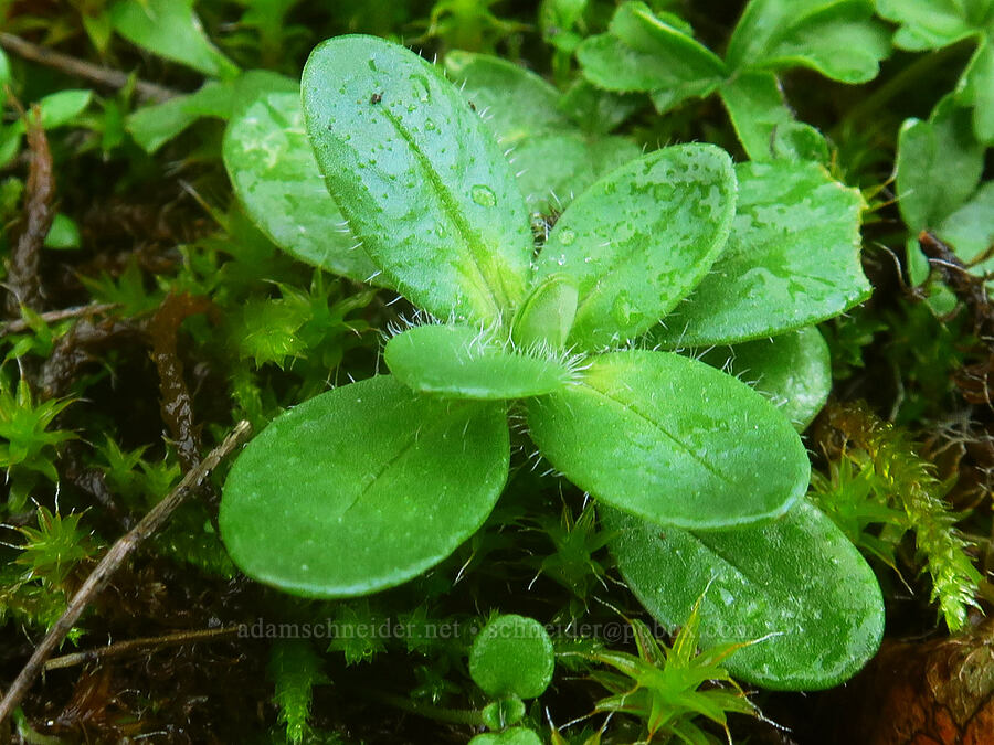 chickweed leaves (Cerastium sp.) [The Labyrinth, Klickitat County, Washington]