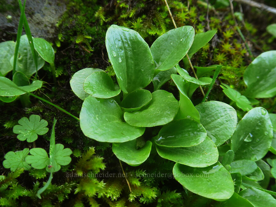 saxifrage leaves (Micranthes integrifolia (Saxifraga integrifolia)) [The Labyrinth, Klickitat County, Washington]