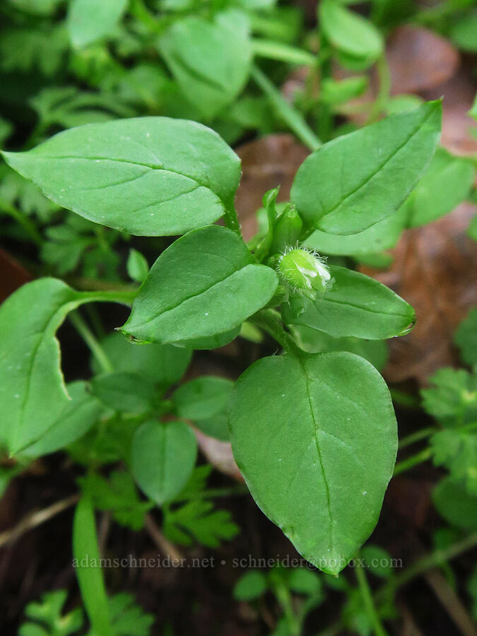 common chickweed (Stellaria media) [The Labyrinth, Klickitat County, Washington]