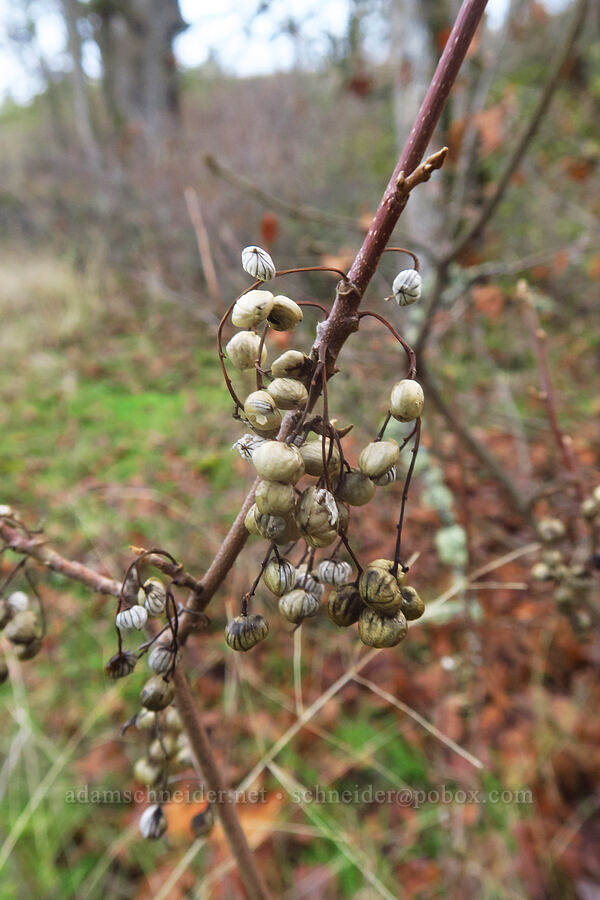 poison-oak berries (Toxicodendron diversilobum (Rhus diversiloba)) [The Labyrinth, Klickitat County, Washington]