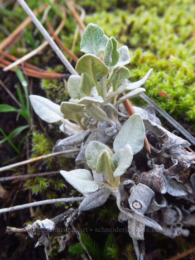 buckwheat leaves (Eriogonum sp.) [The Labyrinth, Klickitat County, Washington]