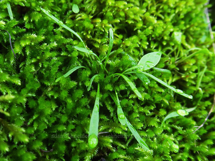 linear-leaf miner's lettuce & moss (Claytonia parviflora ssp. parviflora) [The Labyrinth, Klickitat County, Washington]