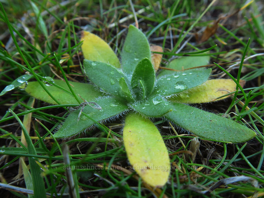 popcorn flower leaves (Plagiobothrys nothofulvus) [The Labyrinth, Klickitat County, Washington]