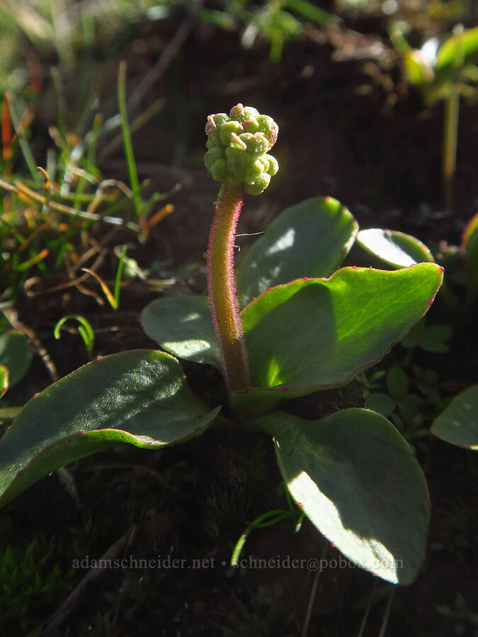 whole-leaf saxifrage (Micranthes integrifolia (Saxifraga integrifolia)) [Ferry Springs Trail, Deschutes River State Recreation Area, Sherman County, Oregon]