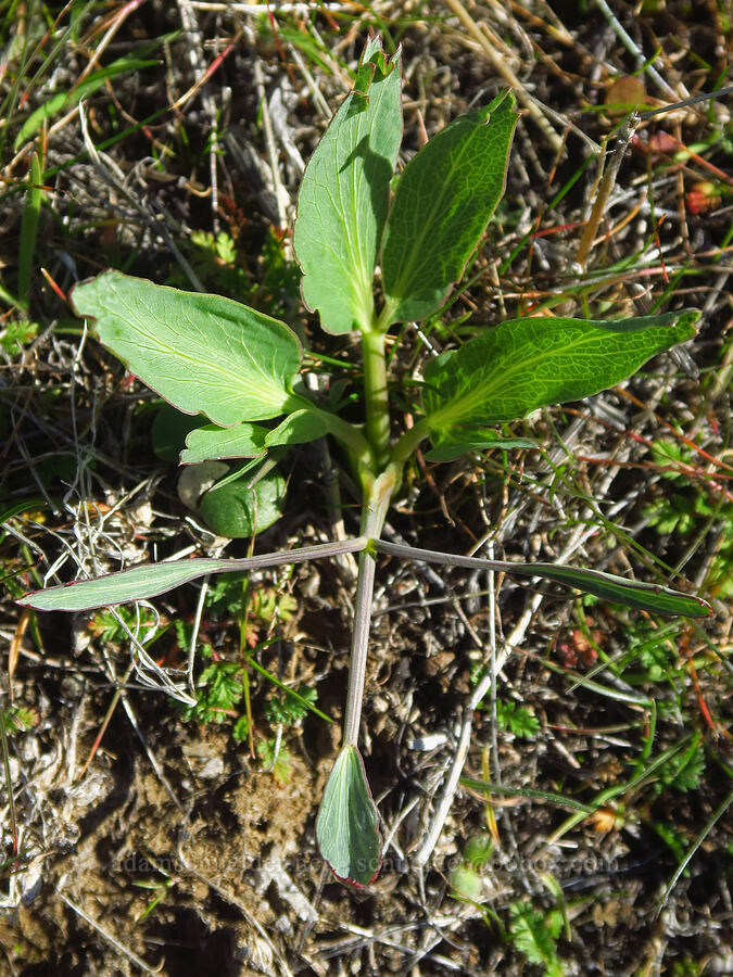 bare-stem desert parsley (Lomatium nudicaule) [Ferry Springs Trail, Deschutes River State Recreation Area, Sherman County, Oregon]